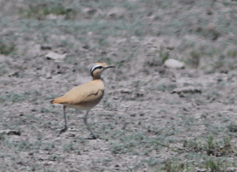 Cream-colored Courser